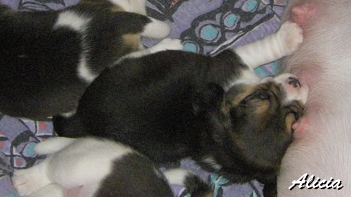 Dreifarbiger Beaglewelpe kuschelt mit der Zitze